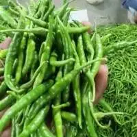 Fresh Green Chilli