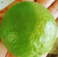 Fresh Lemon