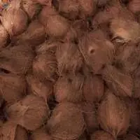 Semi Husked Coconut