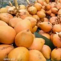 Orange Tender Coconut