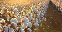 Cotton