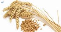 Wheat