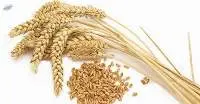 Wheat