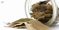 Bay Leaf