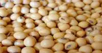 Organic Soybean