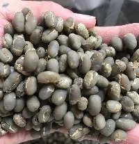 arabica sumatra grade 1