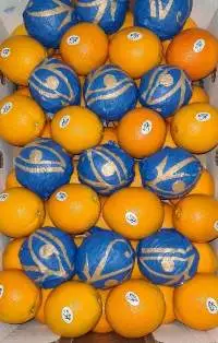 Fresh Orange