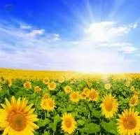 Crude And Refined Sunflower Oil