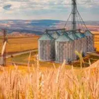 Premium Quality Wheat