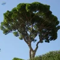 Supply of Pine Wood Chips for Cellulose