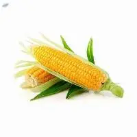 Sweet Corn
