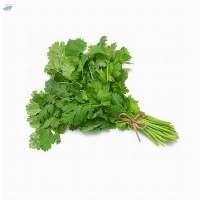 Coriander Leaves