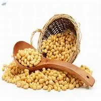 Soybean