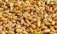 Wheat Soft (3rd Class)