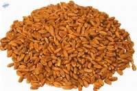 Barley