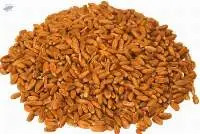 Barley