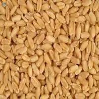 Wheat Seeds