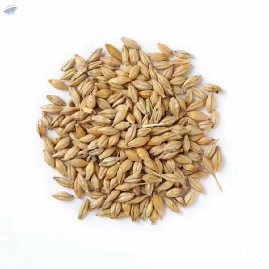 Barley Seeds