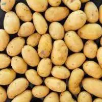 Potato
