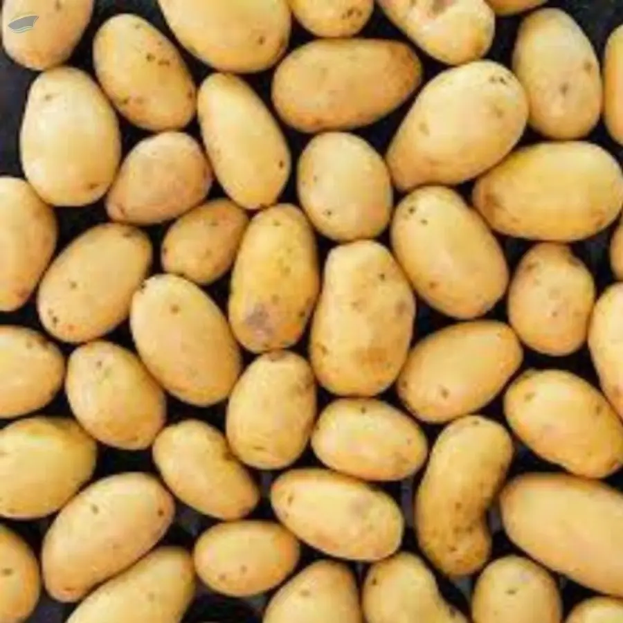 Potato