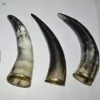 Buffalo Drinking Horn With Metal Rim