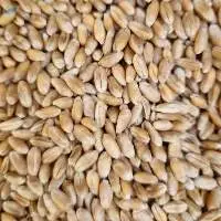 Wheat