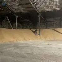 Good quality Corn