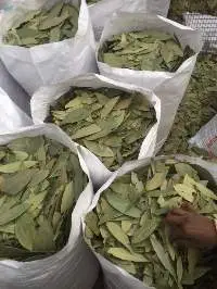 Bay Leaf