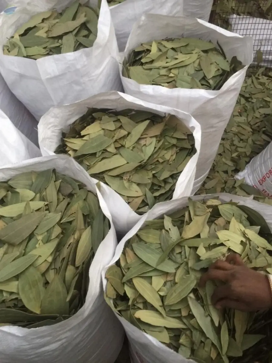 Bay Leaf