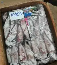 Frozen Squid