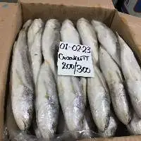 Frozen Silver Croaker Fish