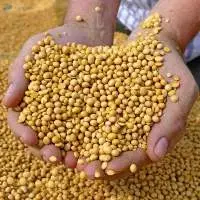 Soybean Seeds