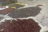 Arabica Coffee