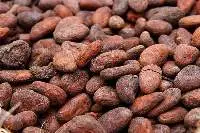 Cocoa Beans Seed