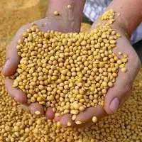 Soybean Seeds
