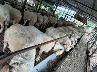 Lamb Meat