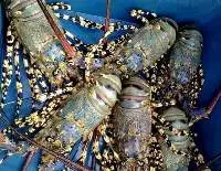Tiger Lobster