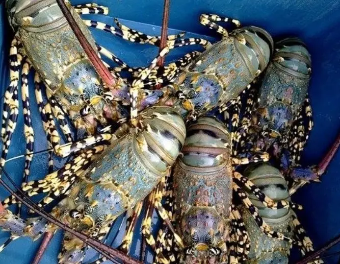 Tiger Lobster
