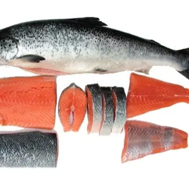 Frozen Salmon Fish