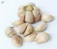 Garlic