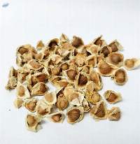 Moringa Seeds