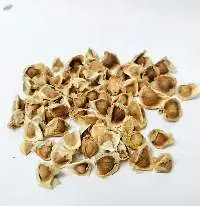 Moringa Seeds