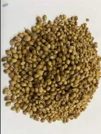Coriander Seeds