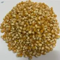 Yellow Corn