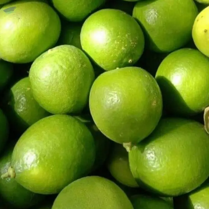 Green Lemons
