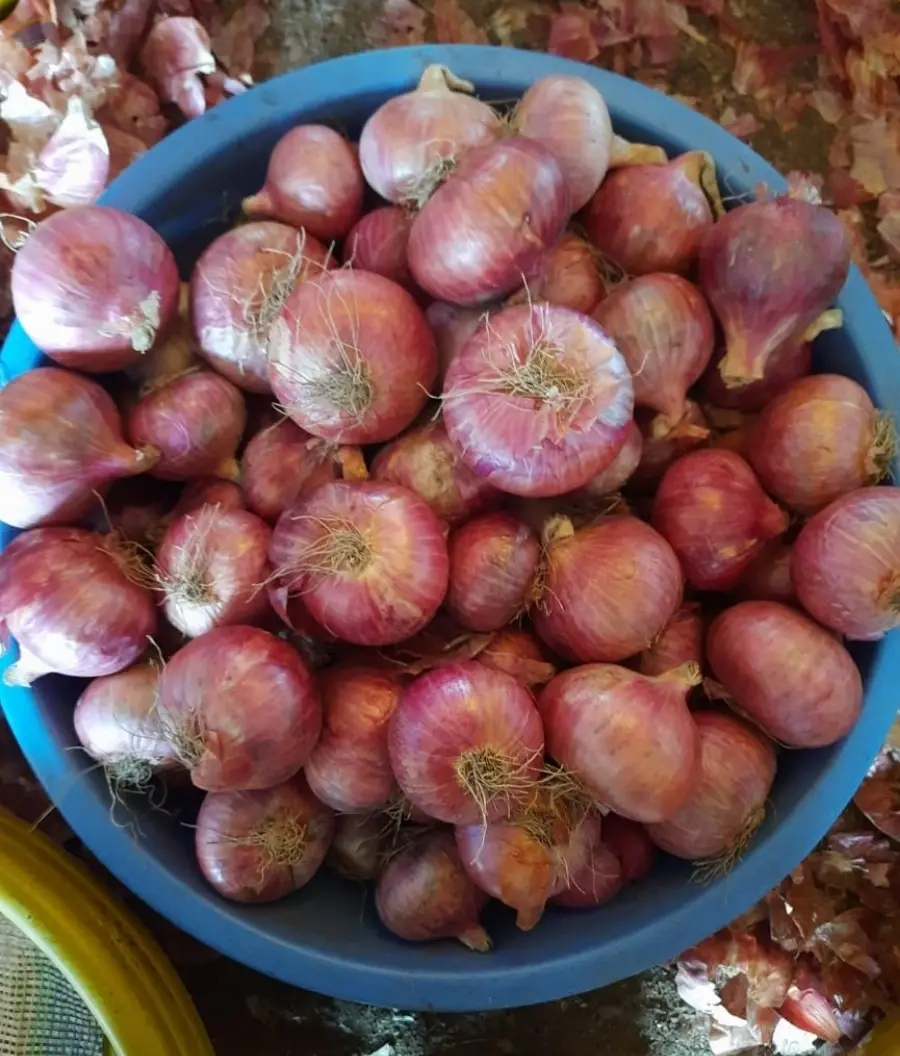 Indian Fresh Red Onion