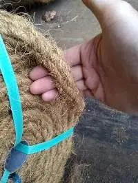 Coir Rope