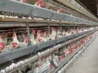 Layer Battery Cages