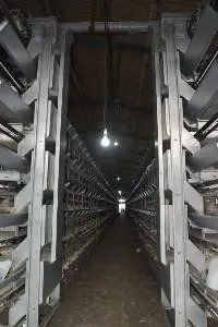 Automatic Feeding System