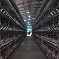 Tesla Series Of Layer Cages